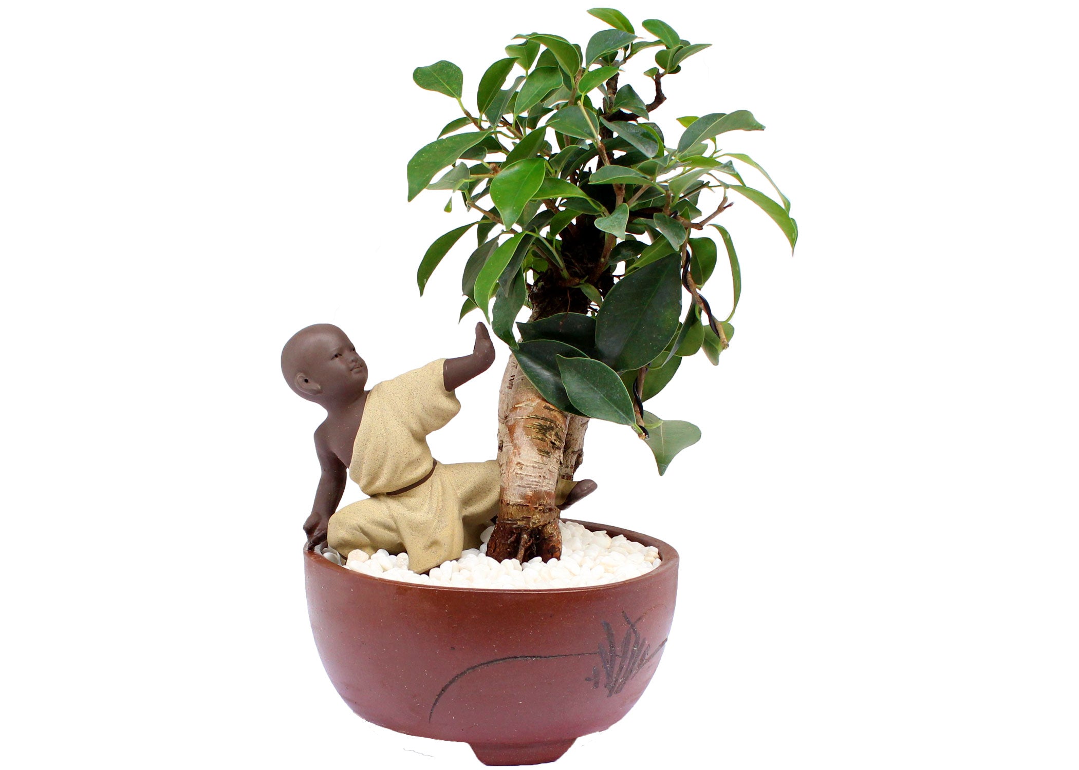 Baby Buddha Bonsais (BBB) - A Limited Series  My O My Bonsai