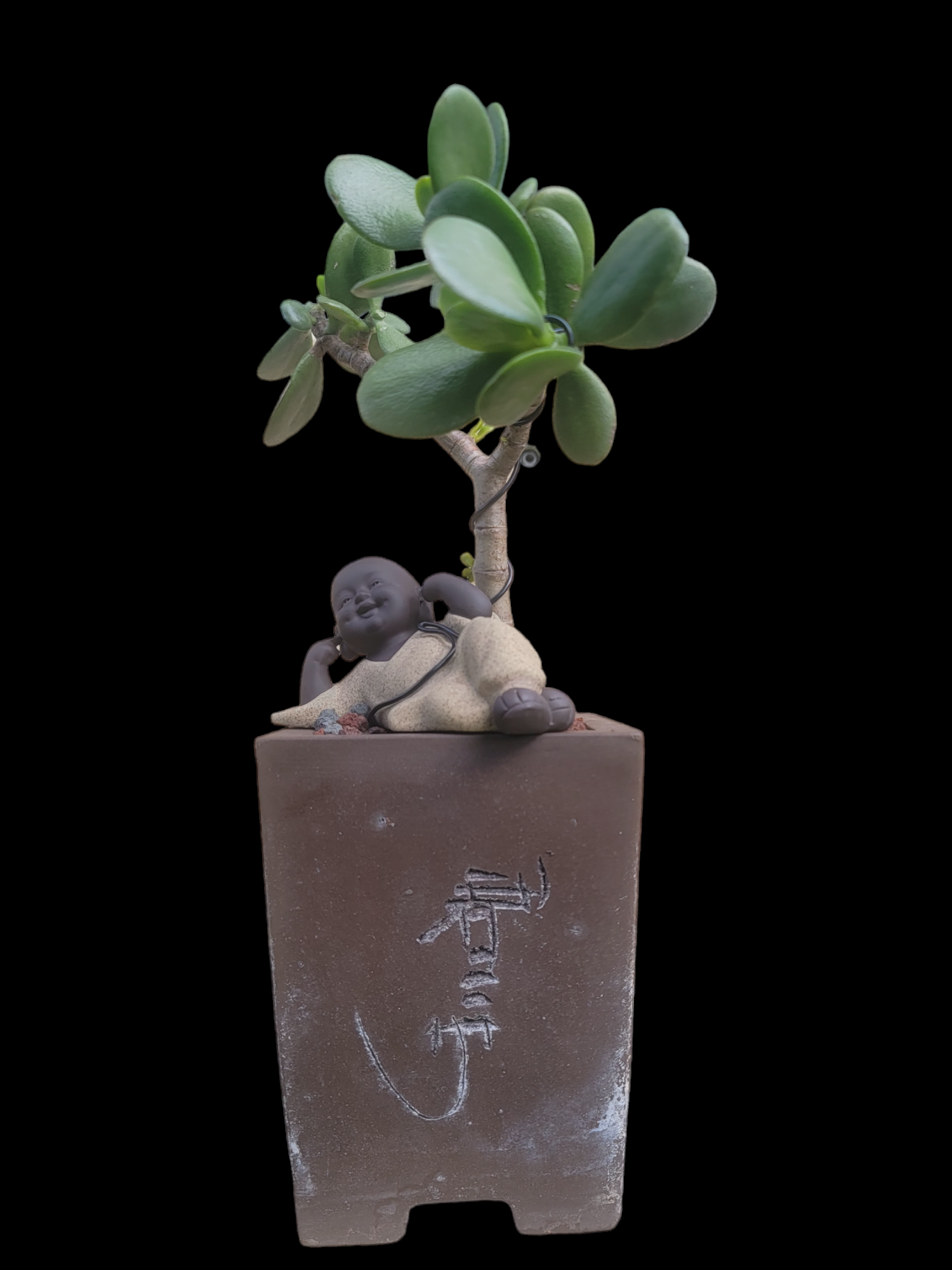Baby Buddha Bonsai #59 – My O My Bonsai