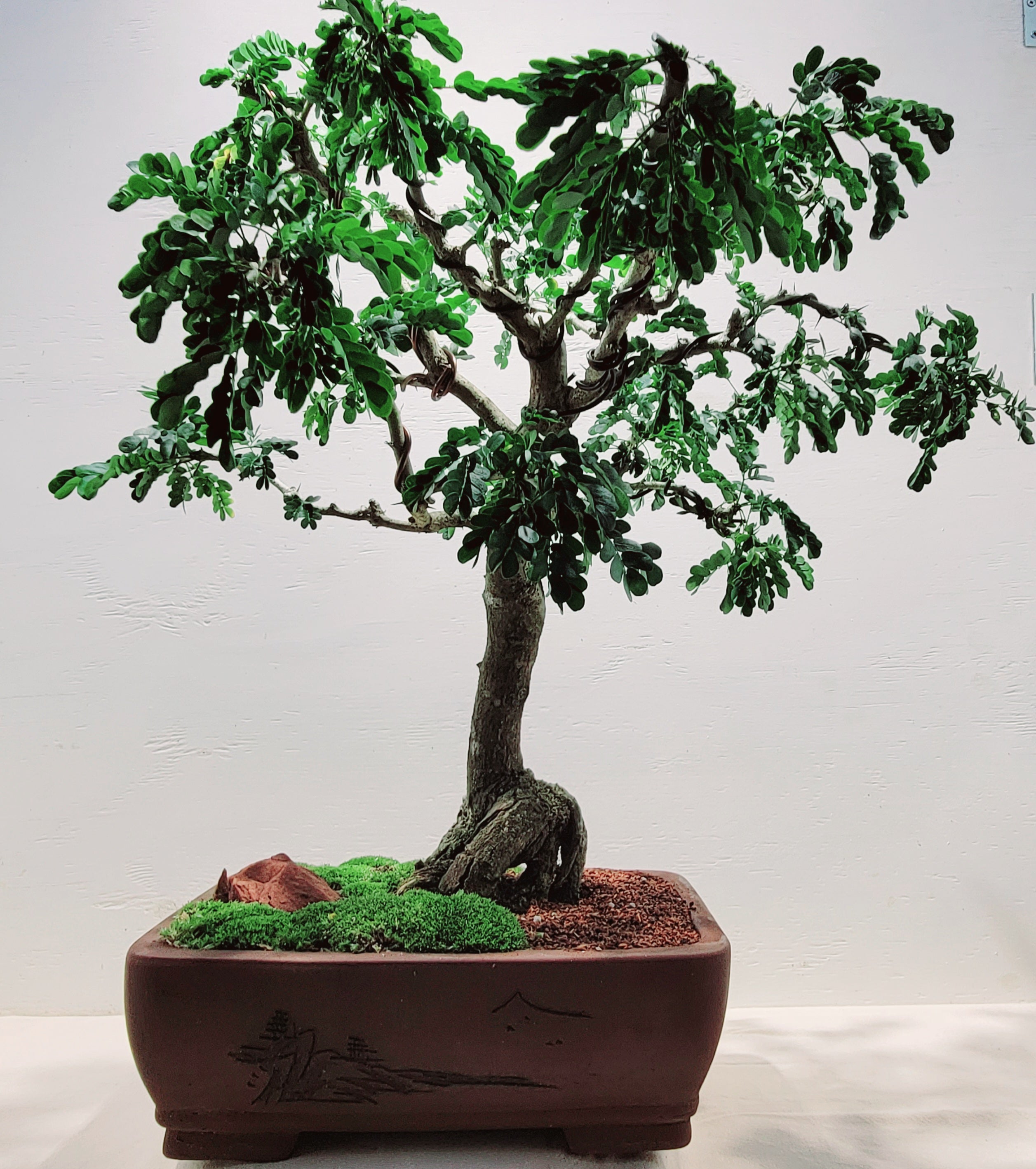 ebony tree bonsai Texas Ebony
