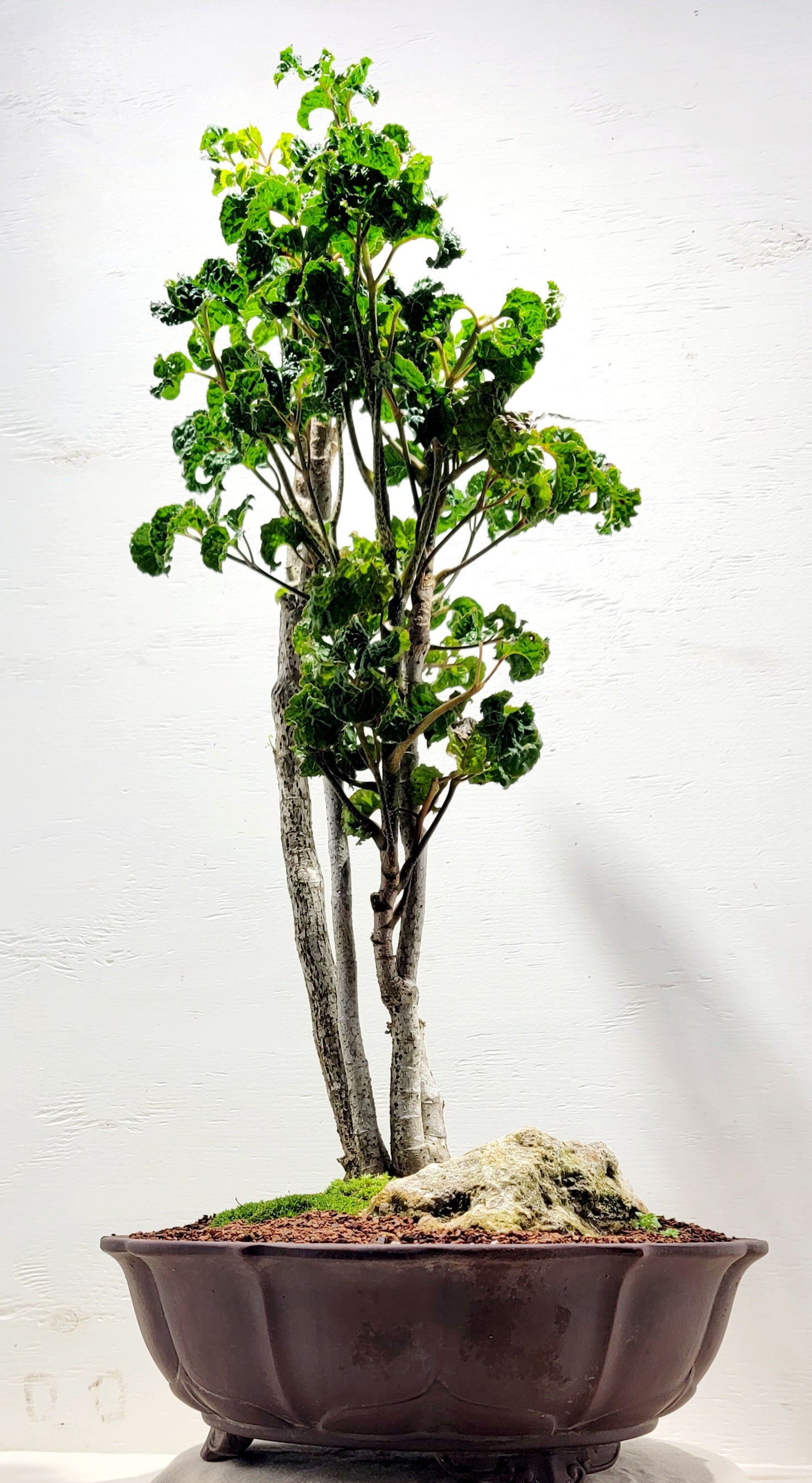 Aralia – My O My Bonsai