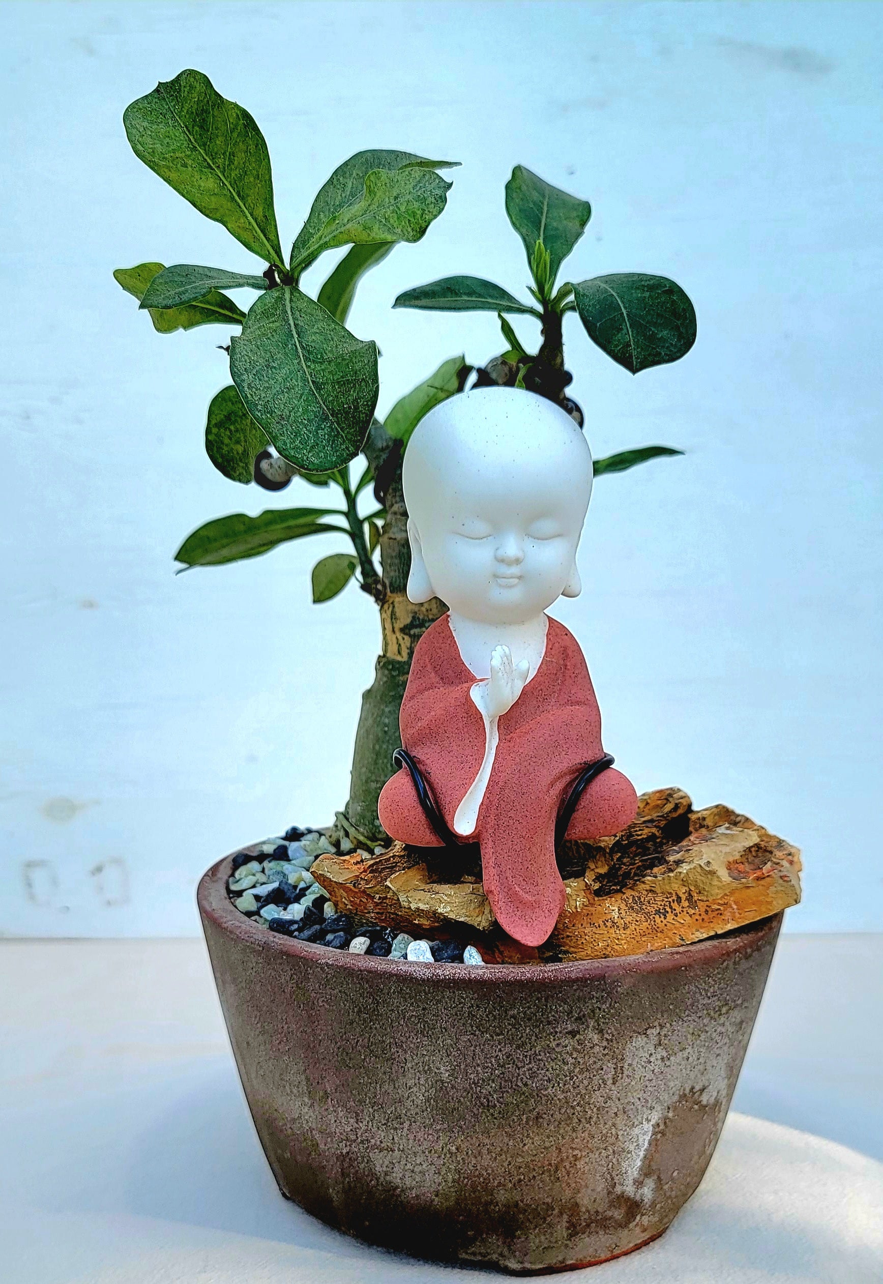 Baby Buddha Bonsai #37 – My O My Bonsai