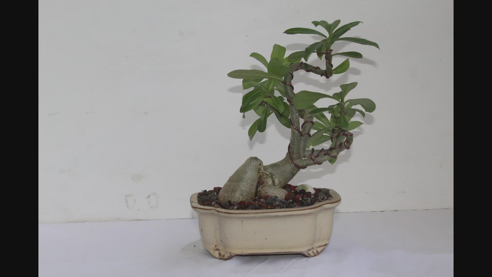 Adenium Bonsai – My O My Bonsai