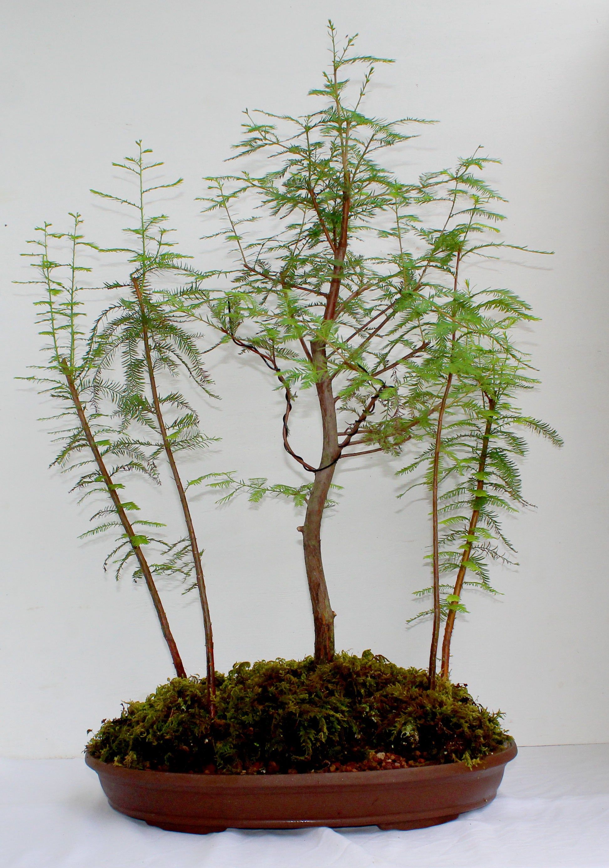 bald cypress bonsai tree for sale Bald Cypress Forest
