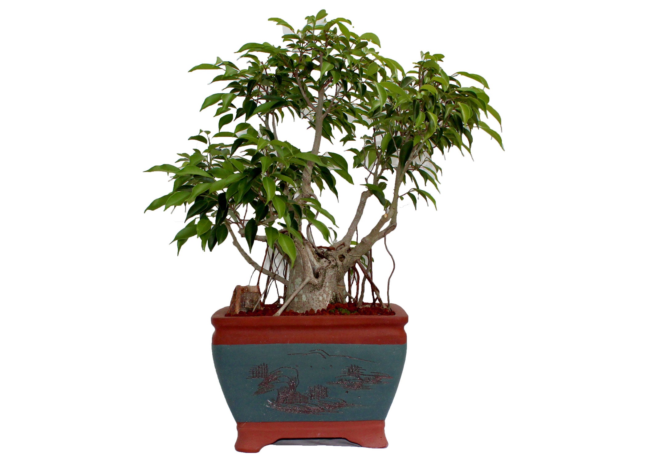 Ficus Benjamina 20 yr old – My O My Bonsai