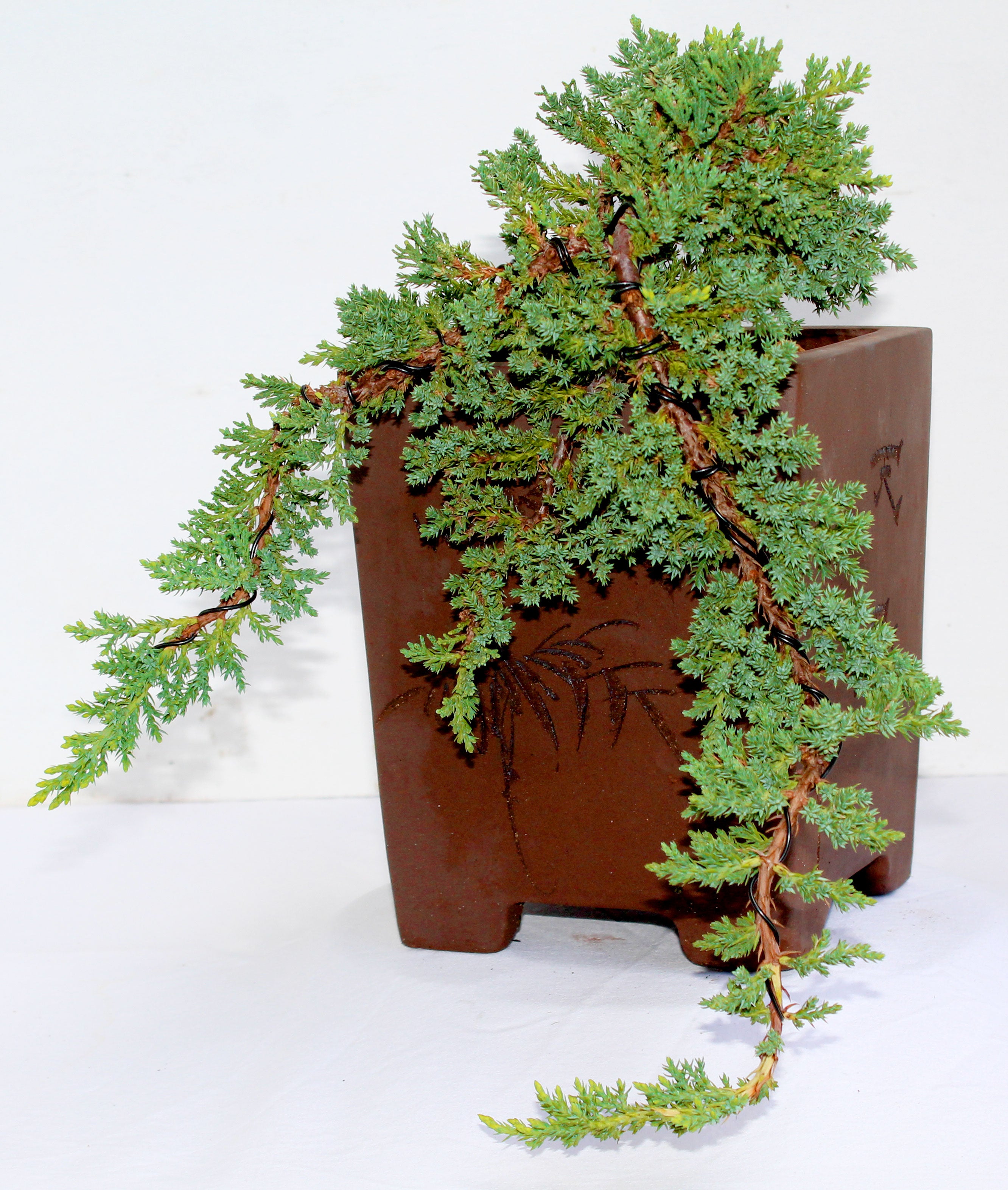 cascade juniper bonsai tree Juniper Cascade – My O My Bonsai