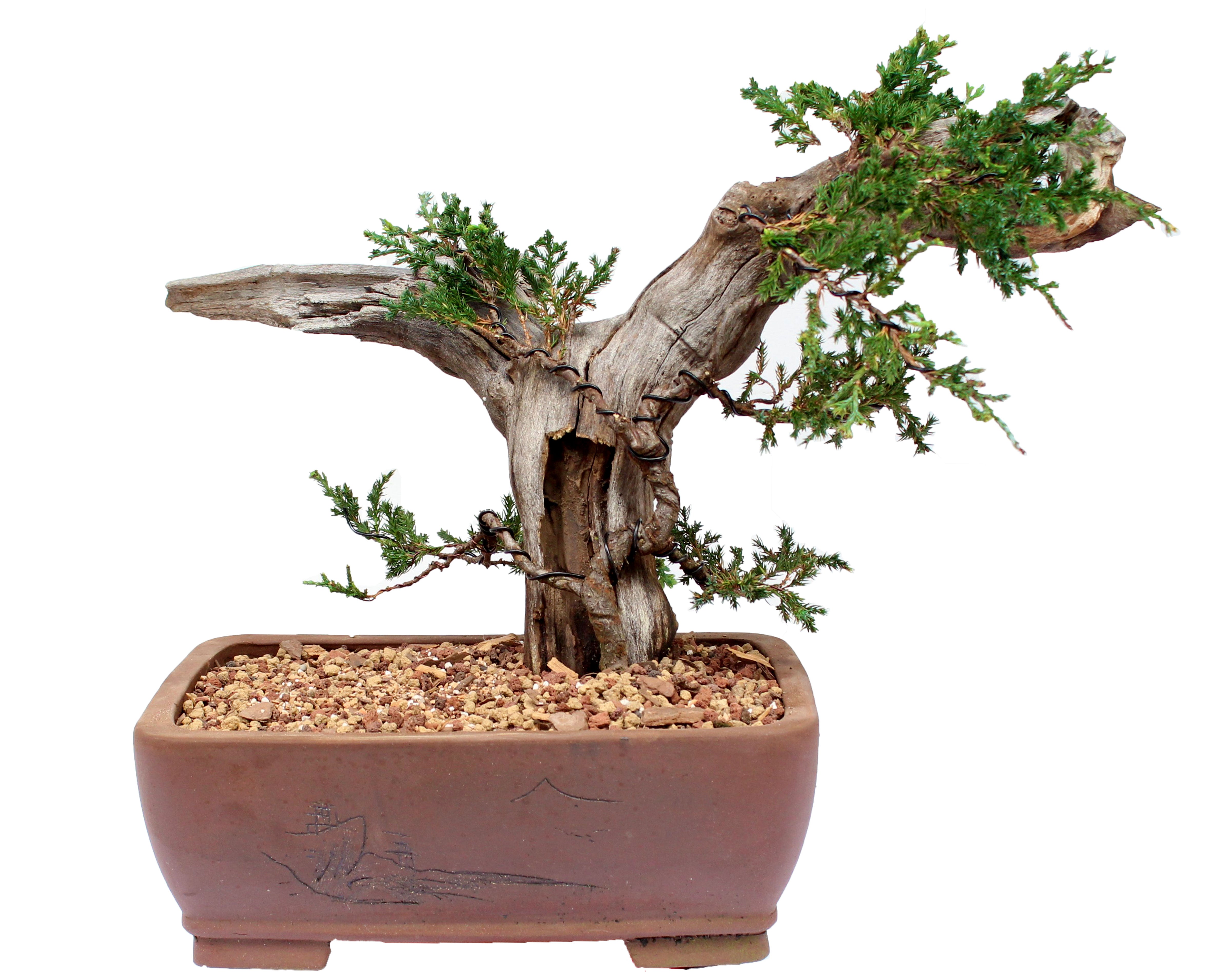 Juniper on Driftwood My O My Bonsai