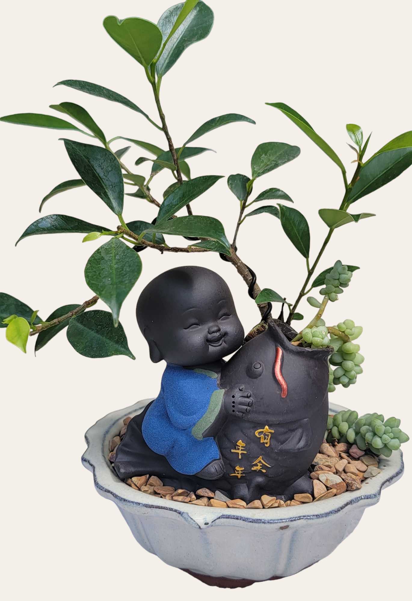 Baby Buddha Bonsai #47 – My O My Bonsai