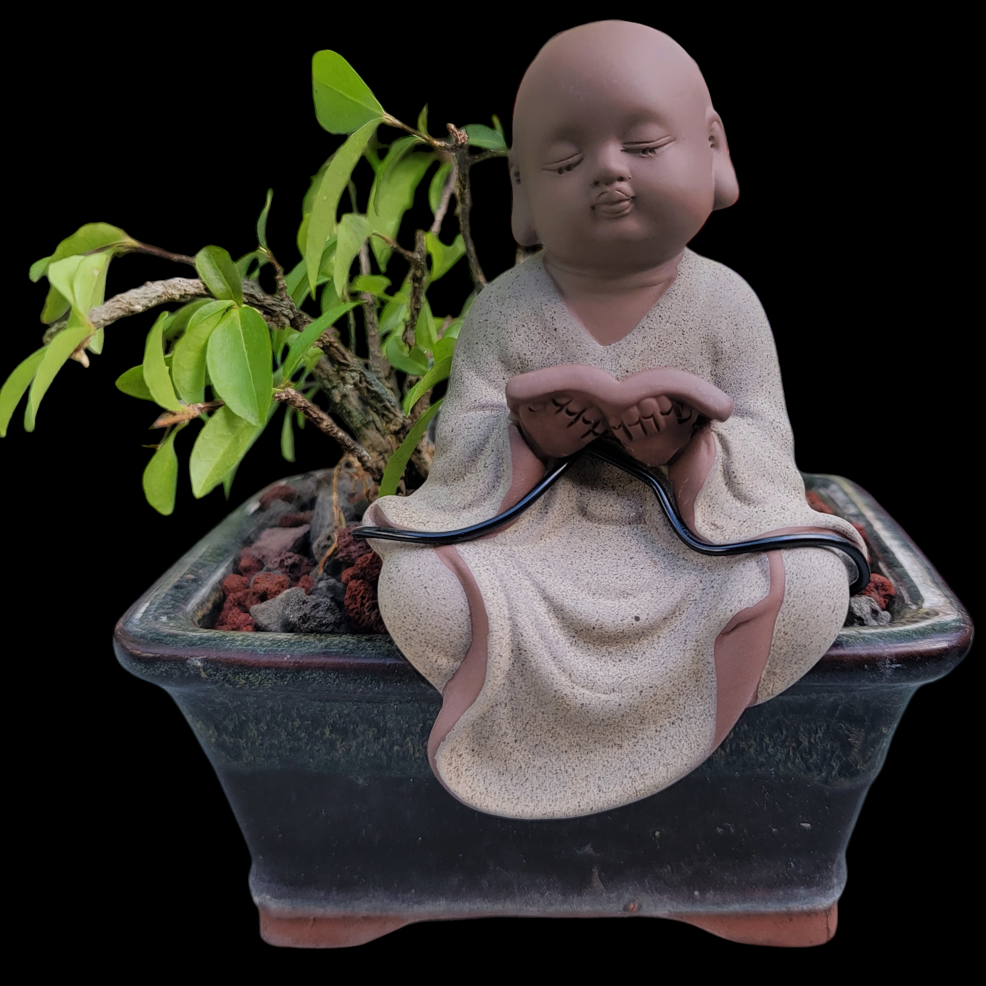 Baby Buddha Bonsai #55 – My O My Bonsai