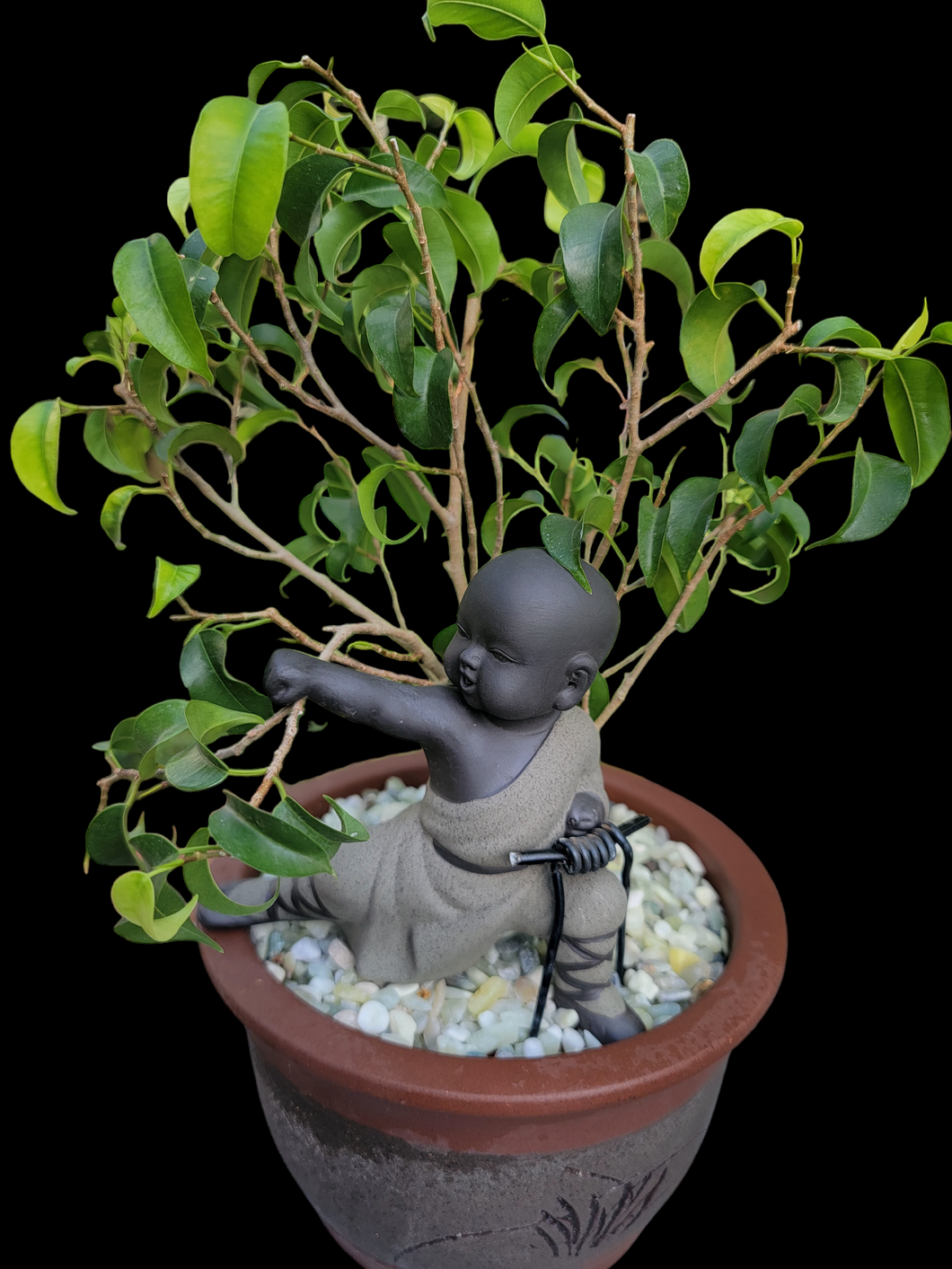 Baby Buddha Bonsai #50