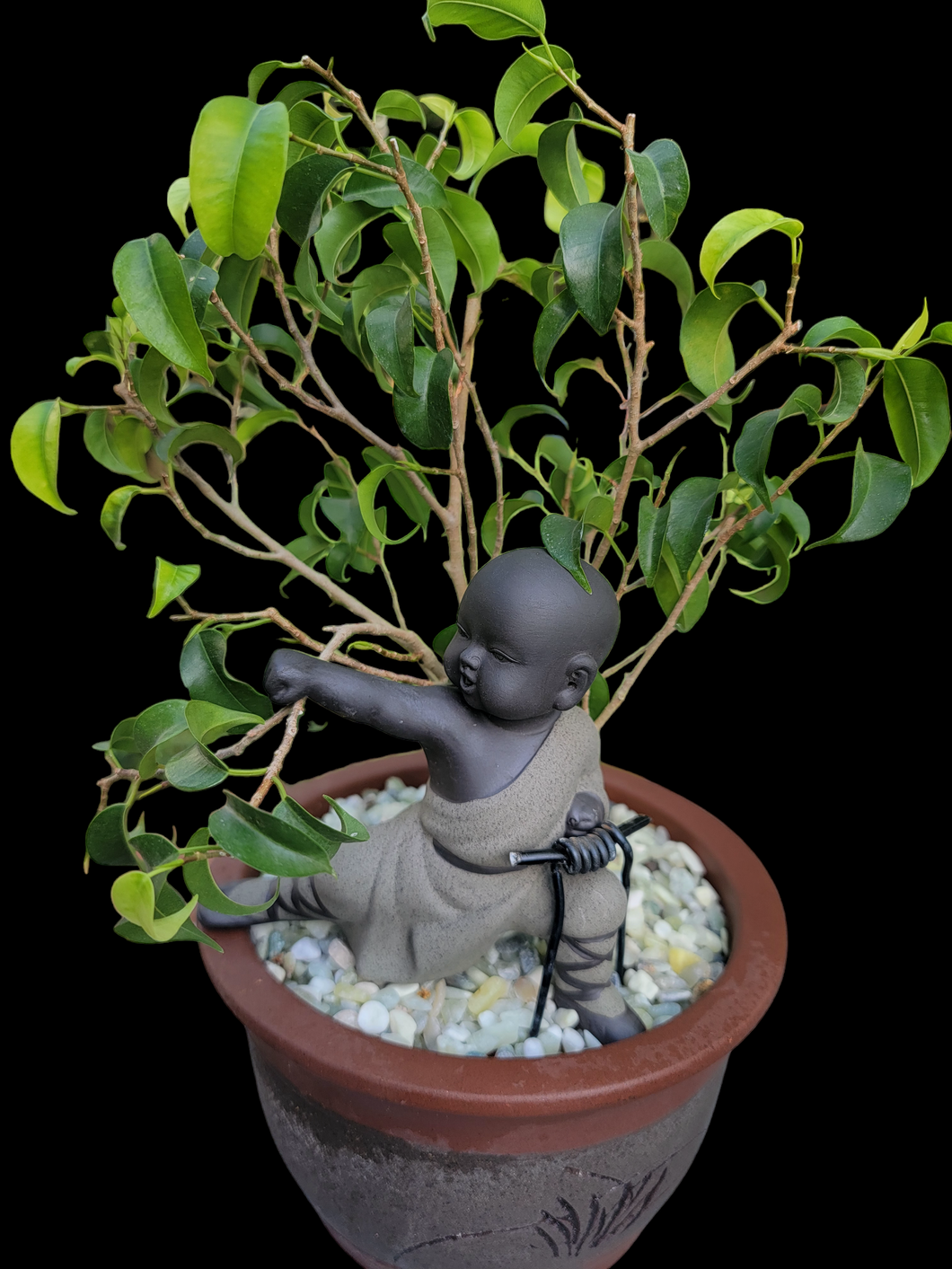 buddha bonsai tree Baby Buddha Bonsai #50