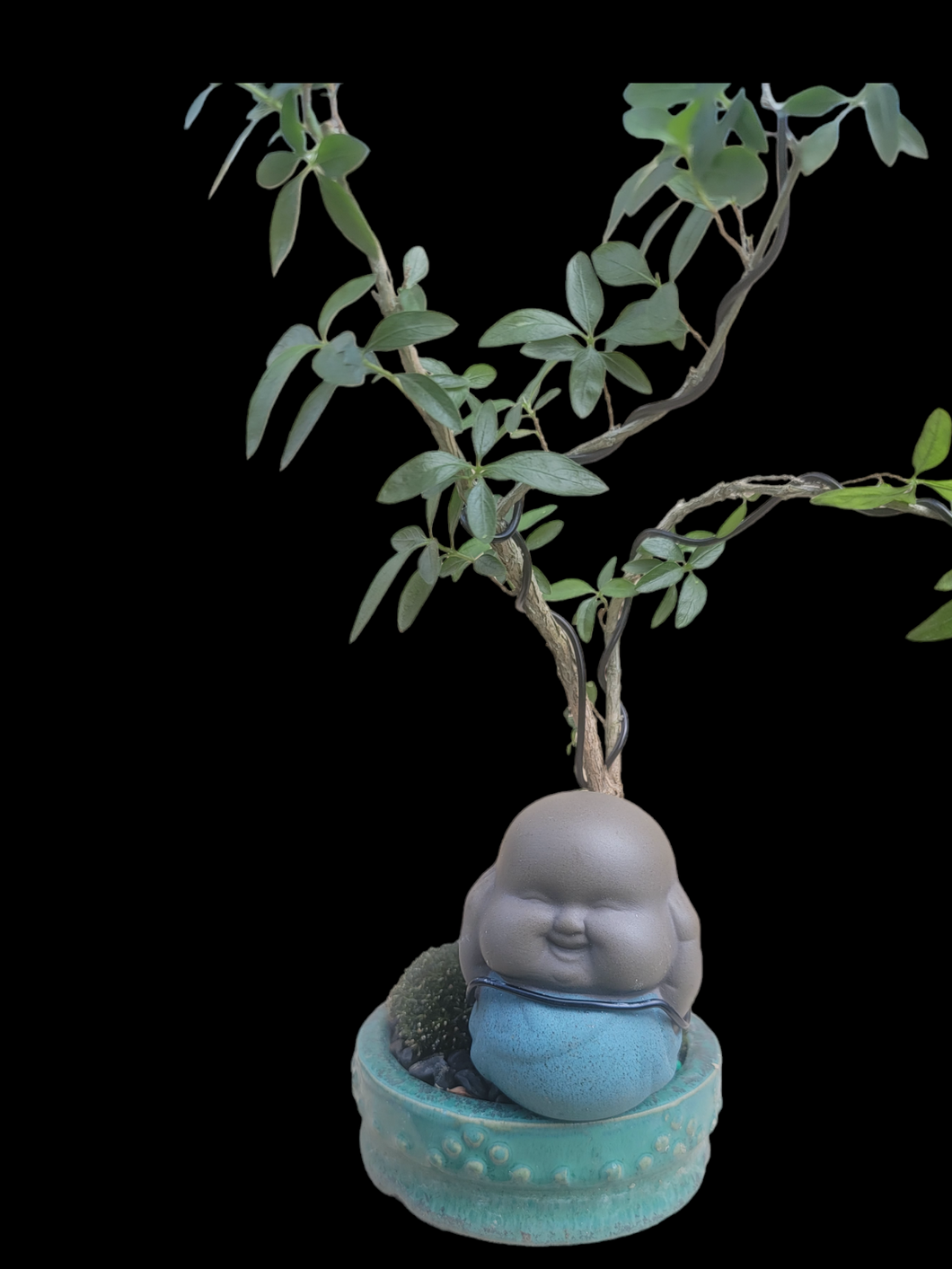 Baby Buddha Bonsai #56