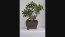 Load and play video in Gallery viewer, Ficus Benjamina 20 yr old
