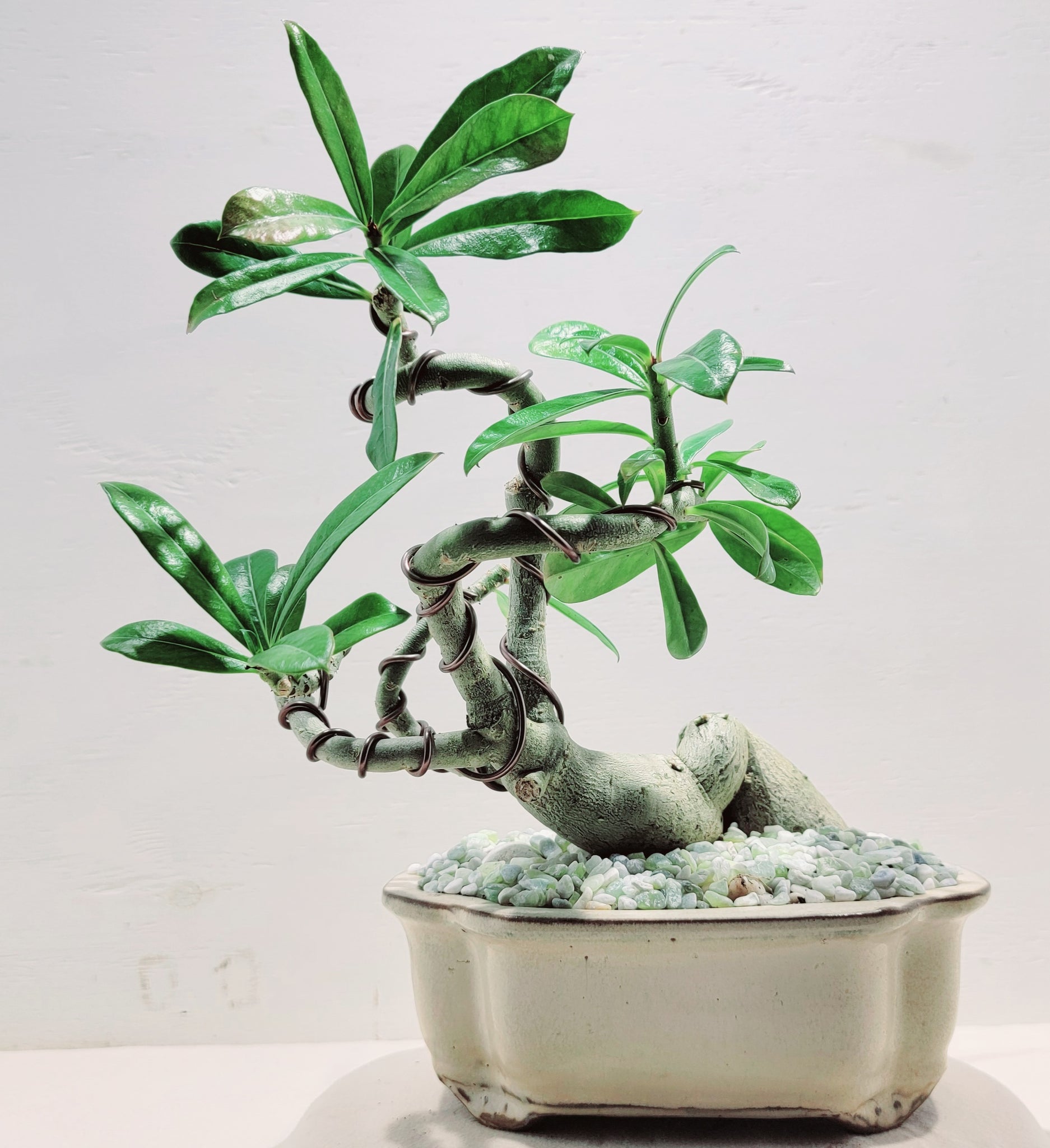adenium bonsai tree Adenium Bonsai – My O My Bonsai