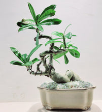 Load image into Gallery viewer, Adenium Bonsai
