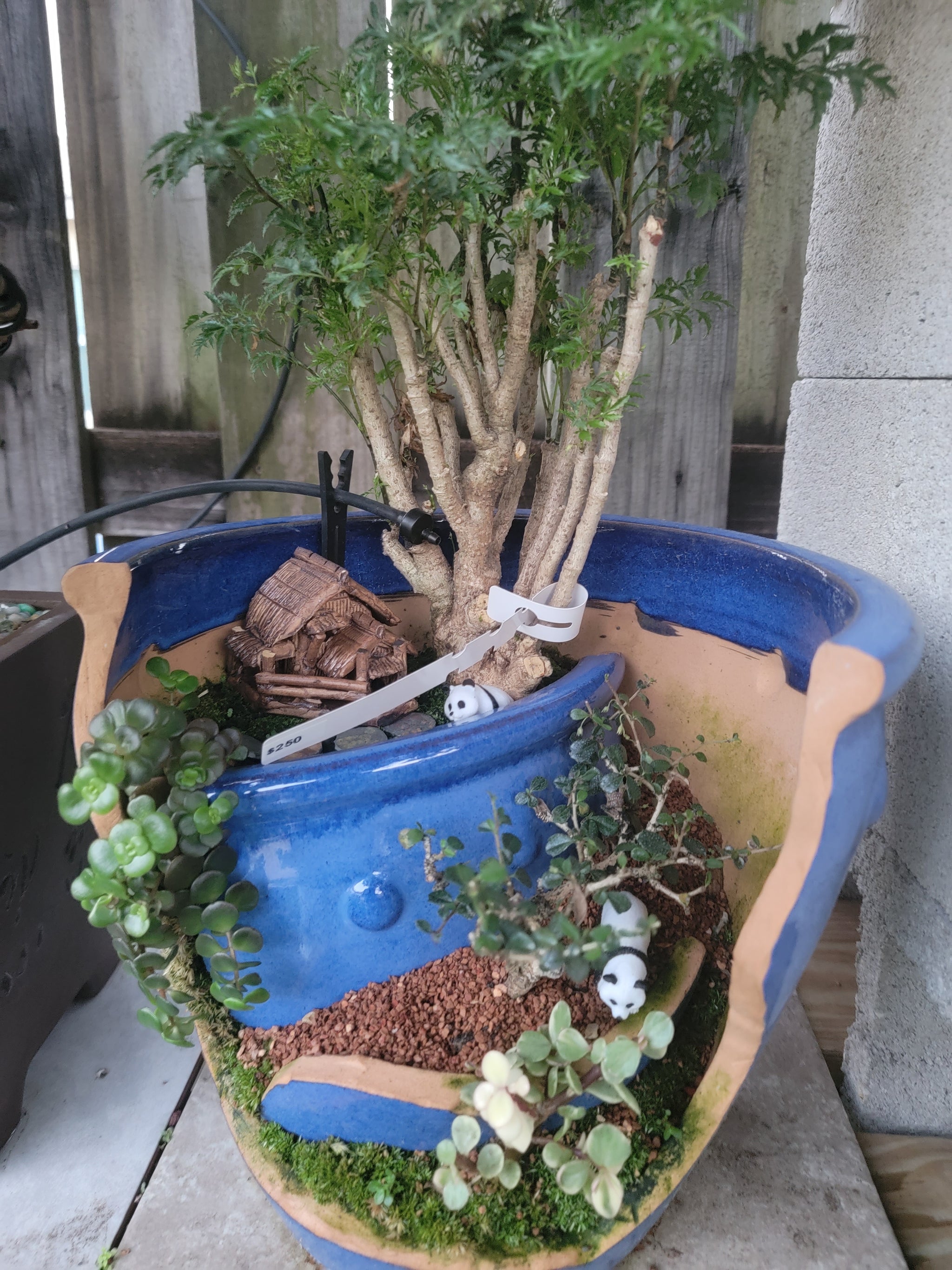 bonsai tree pot ideas Broken Pot Bonsai #7 China – My O My Bonsai