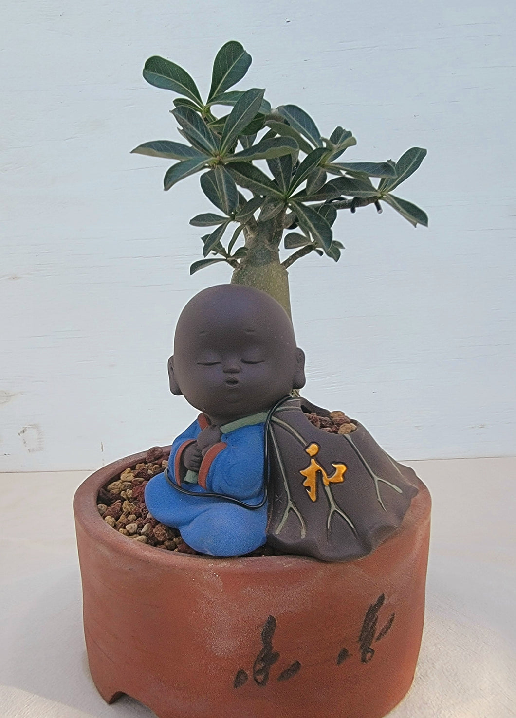 Baby Buddha Bonsai #38