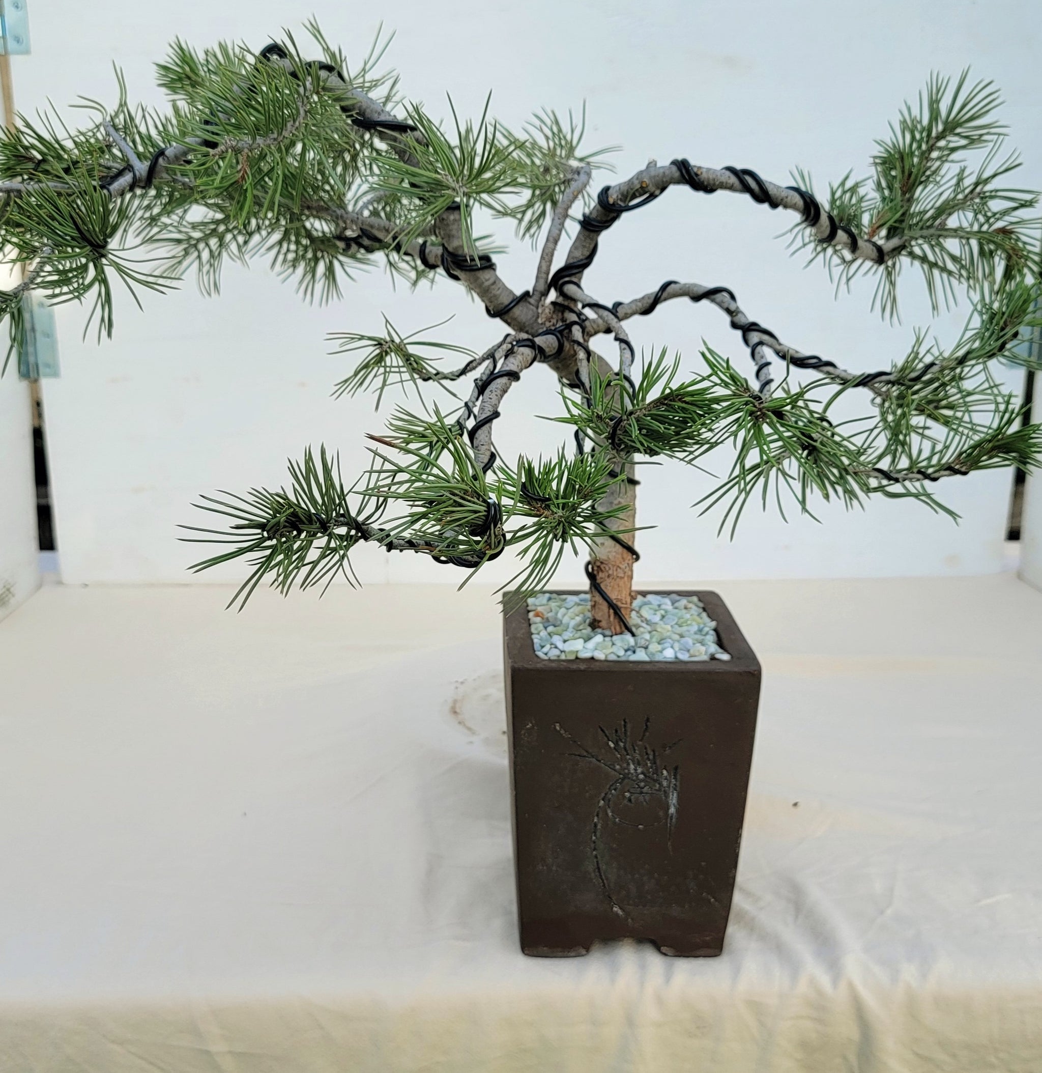 Pinyon Pine – My O My Bonsai