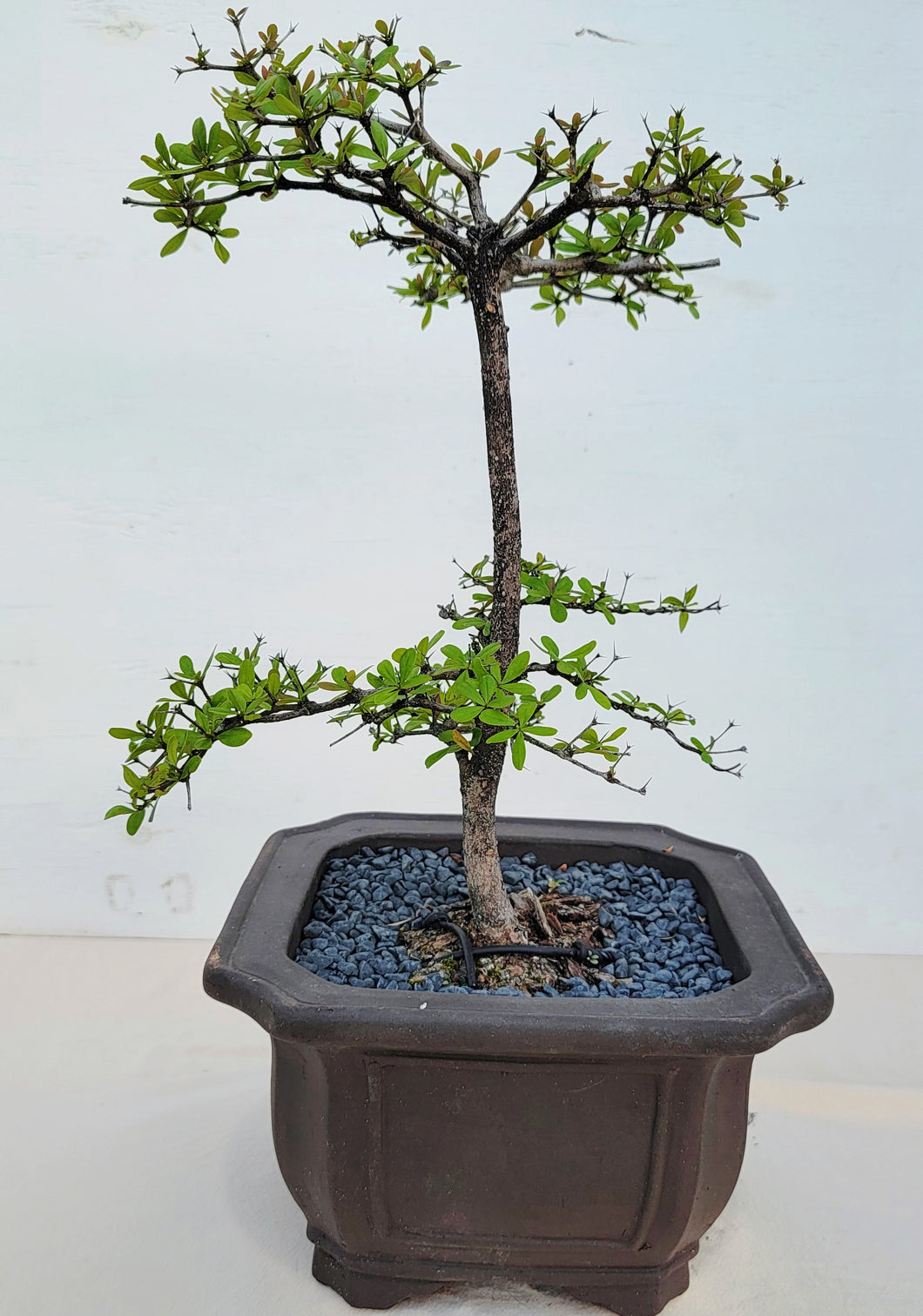 black olive bonsai tree Black Olive – My O My Bonsai