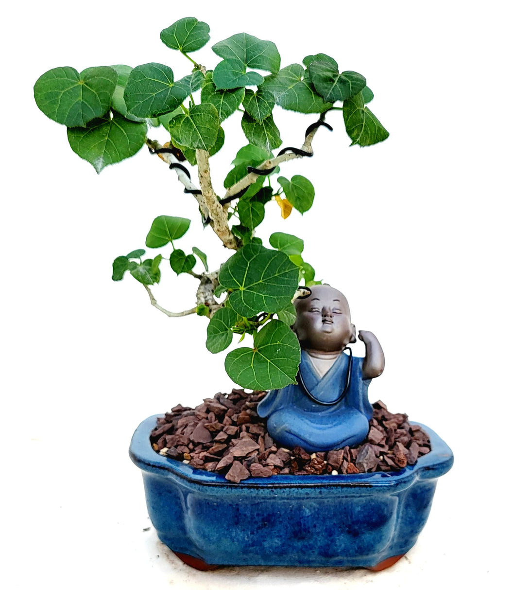 Baby Buddha Bonsai #44