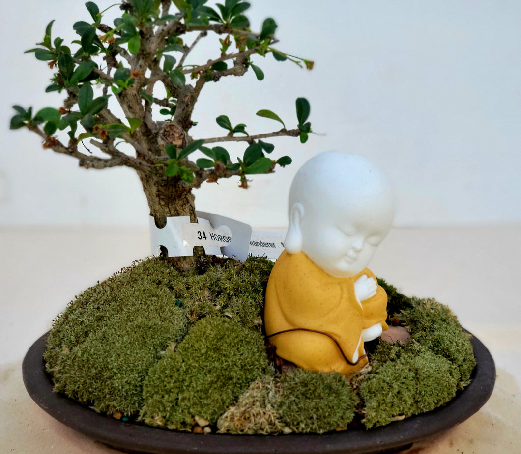 Baby Buddha Bonsai #34