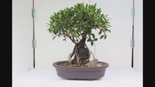 Load and play video in Gallery viewer, Tiger Bark Ficus over Chinese Terra Cotta Soldier

