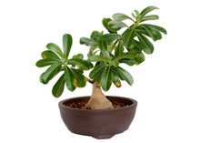 Load image into Gallery viewer, Adenium Bonsai 3
