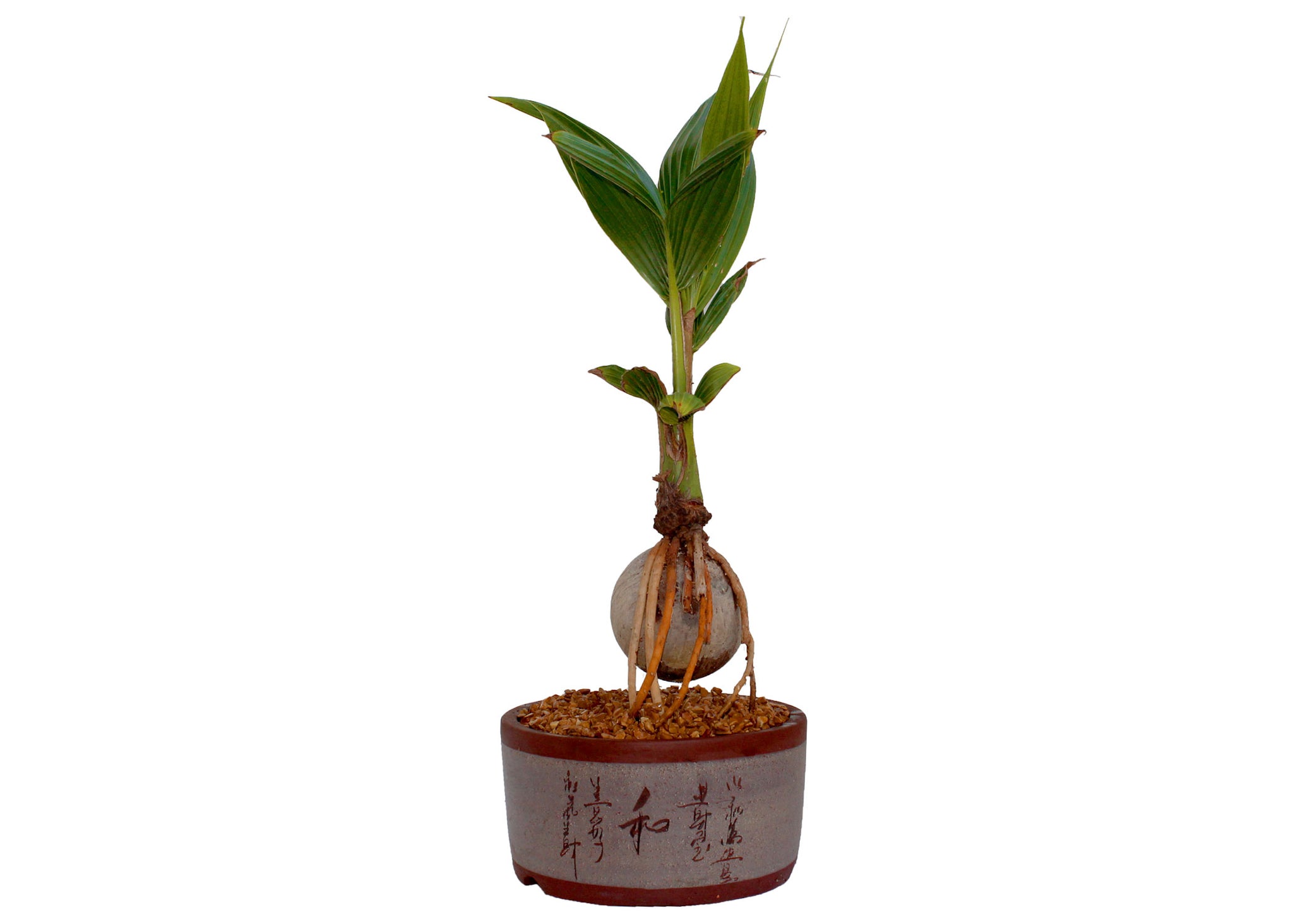 bonsai coconut Coconut Bonsai