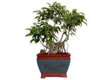 Load image into Gallery viewer, Ficus Benjamina 20 yr old
