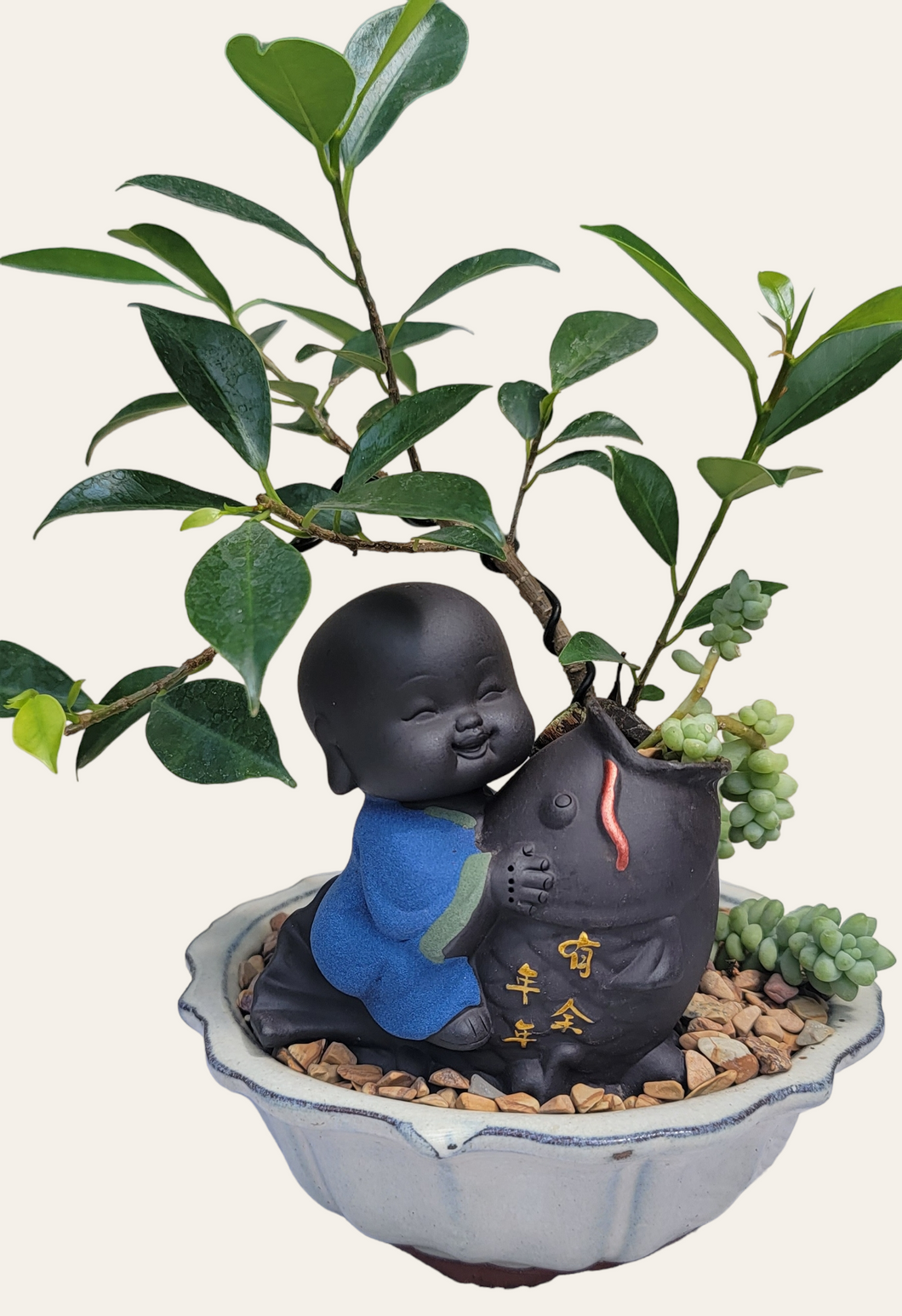 Baby Buddha Bonsai #47