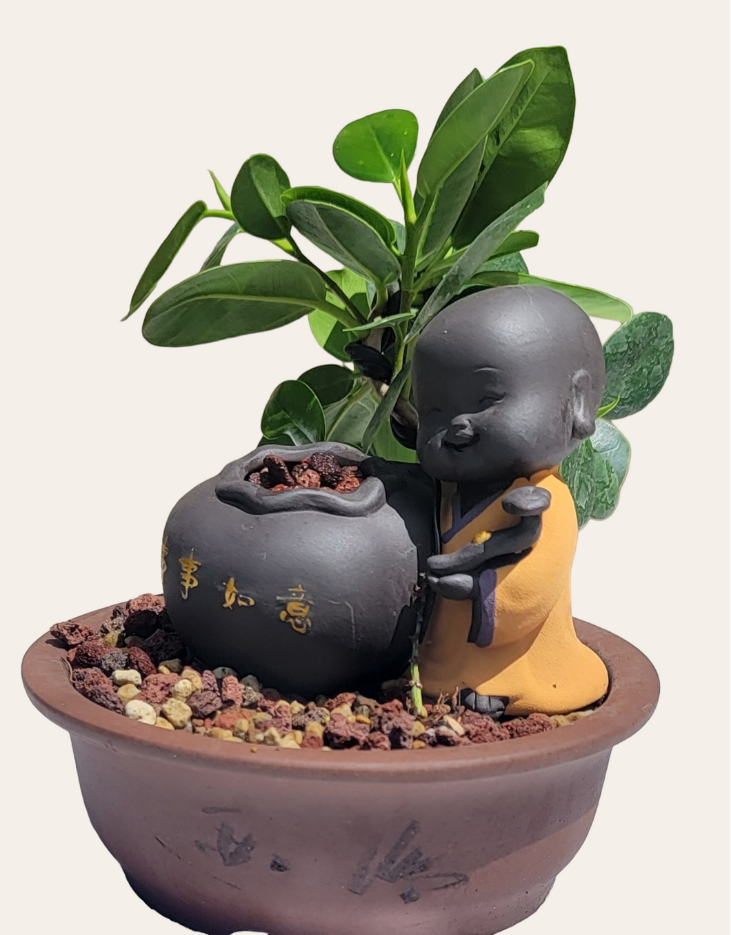 Baby Buddha Bonsai #49