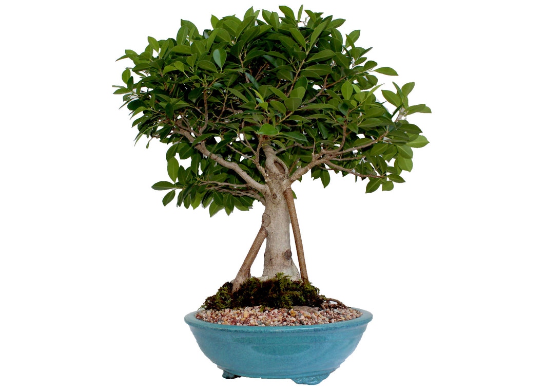 tiger bark ficus bonsai tree Tiger Bark Ficus – My O My Bonsai