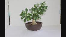 Load and play video in Gallery viewer, Adenium Bonsai 3
