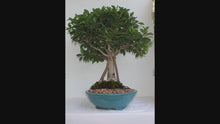 Load and play video in Gallery viewer, Tiger Bark Ficus
